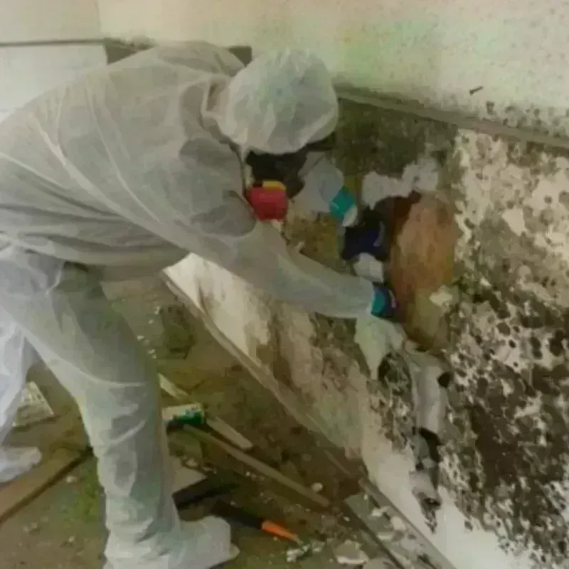 Mold Remediation and Removal in Monroeville, OH